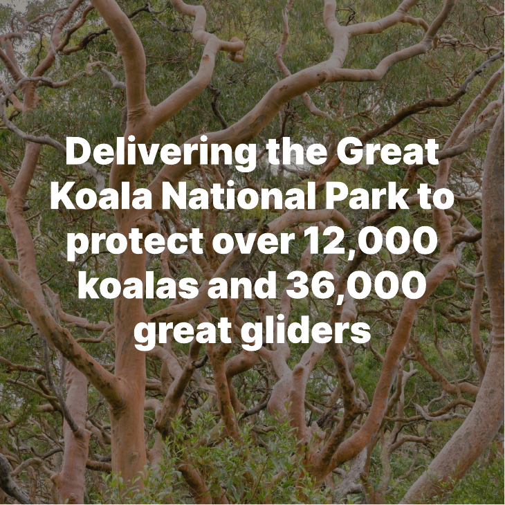 Delivering the Great Koala National Park to protect over 12,000 koalas and 36,000 great gliders